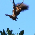 ecureuil sur une branche