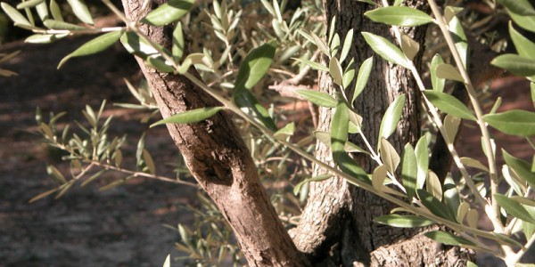 olivier de Provence