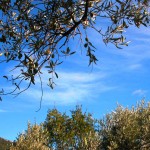 olves sur olivier à Elcantara Volonne