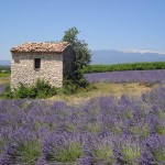 paysage-cabanon-provence[1]